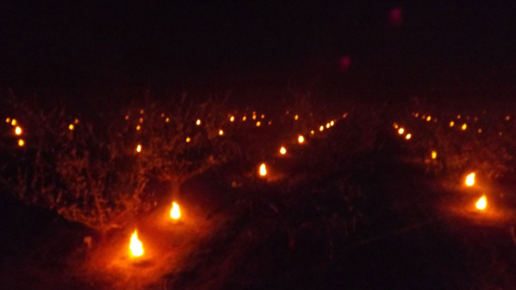 Your Anti-Frost Candle Fight Against the Frost
